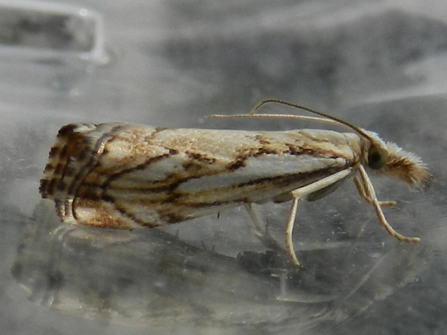 ID micro farfalla